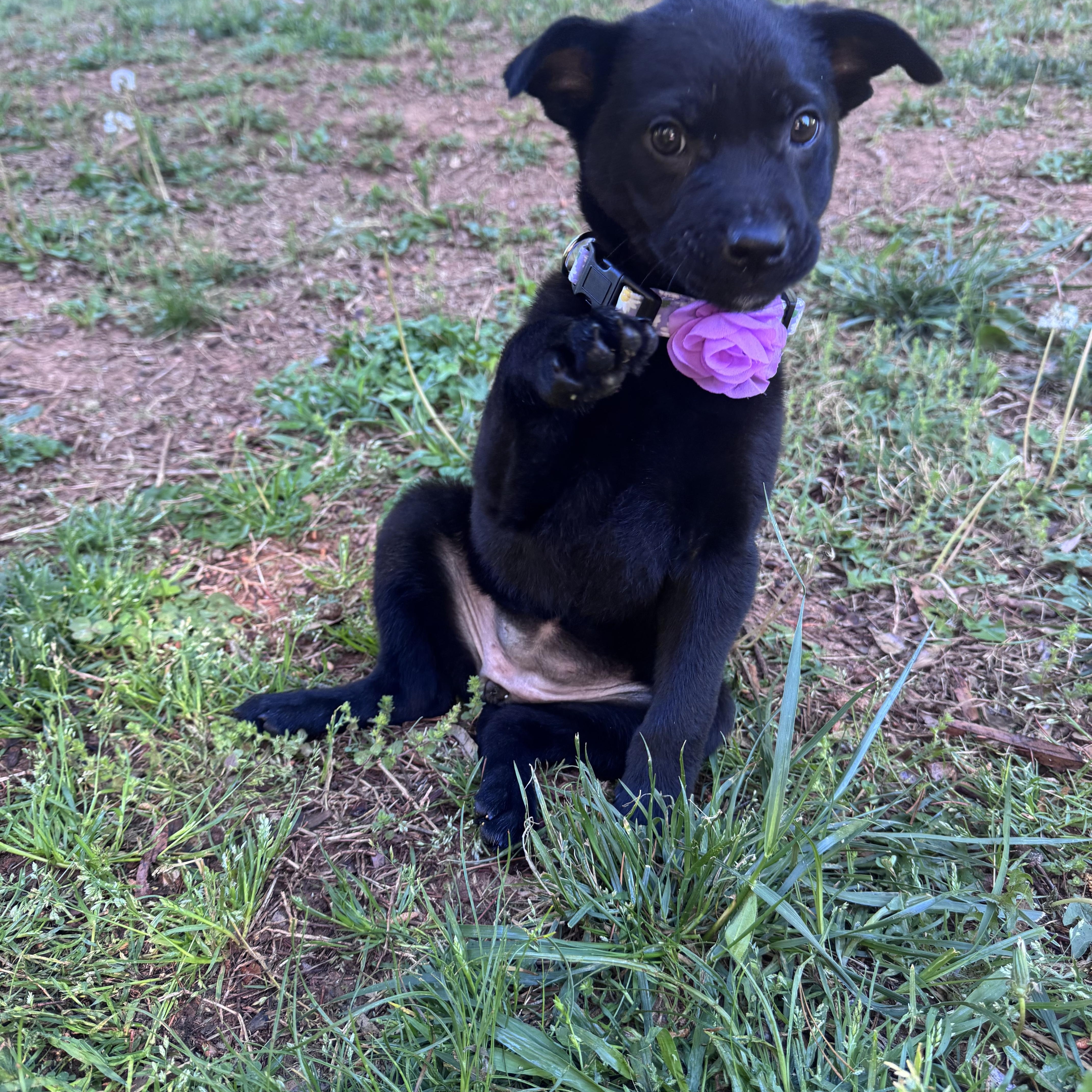 Enlarge Petunia, an adopted mixed breed in Rock Hill, SC image 5/6