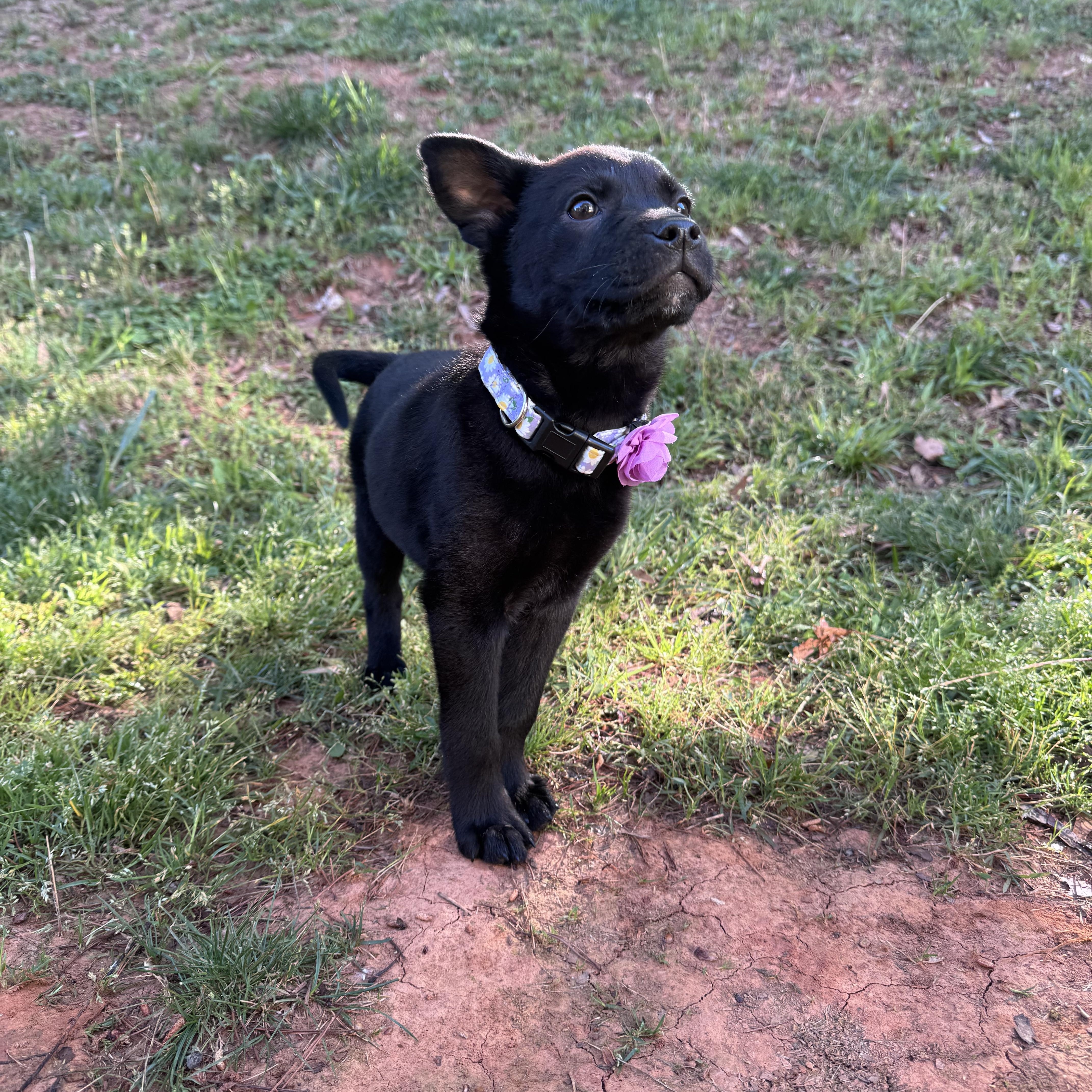 Enlarge Petunia, an adopted mixed breed in Rock Hill, SC image 4/6