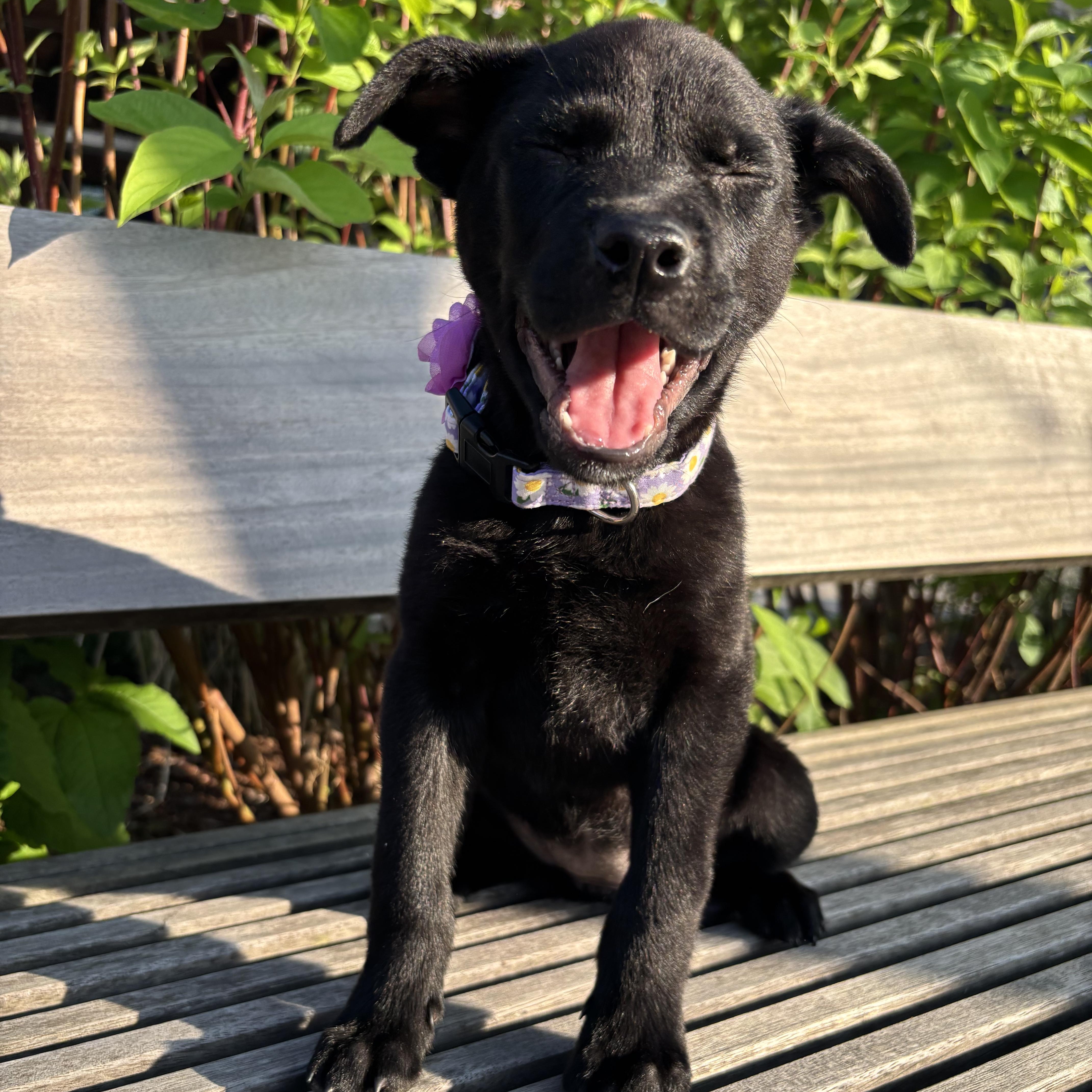 Enlarge Petunia, an adopted mixed breed in Rock Hill, SC image 6/6