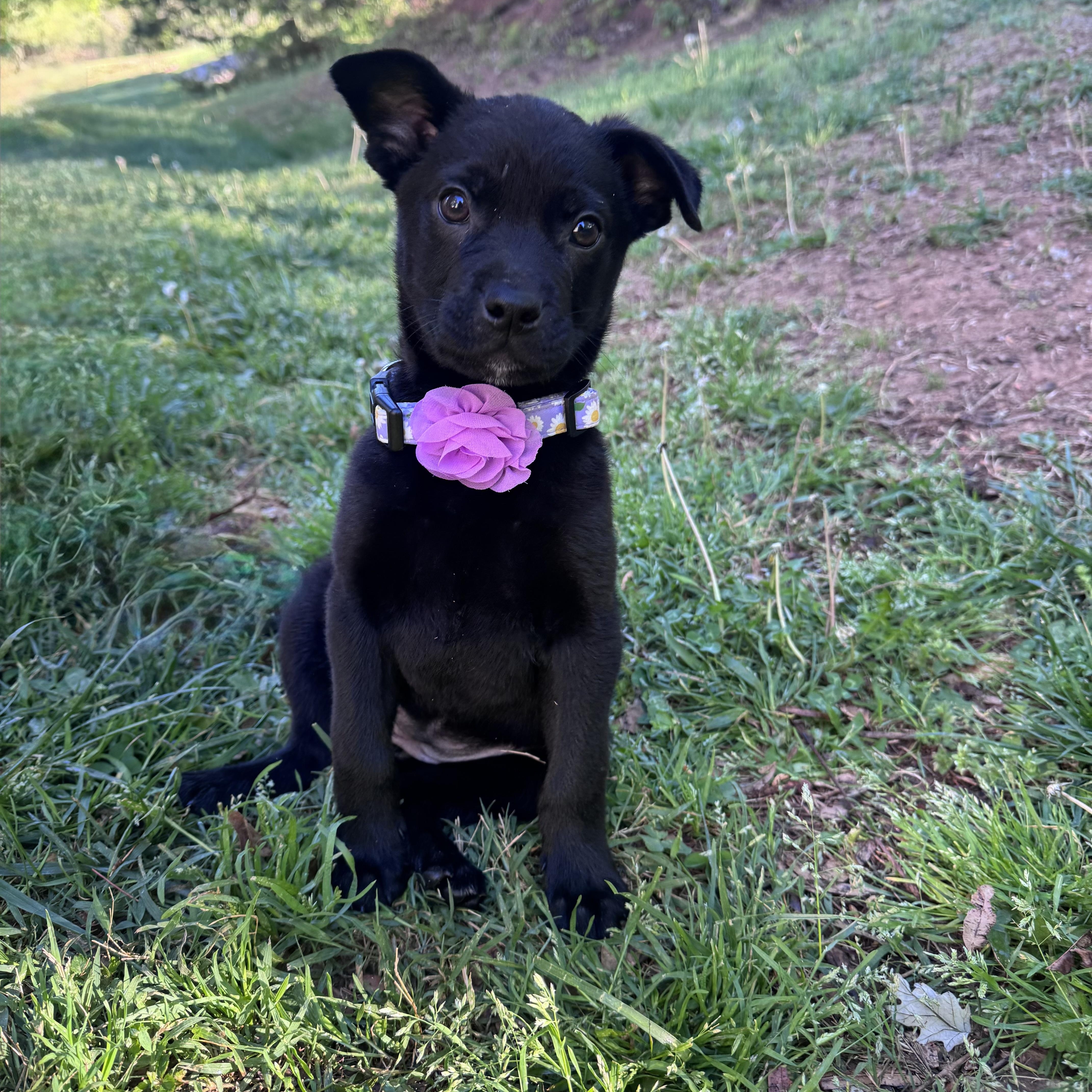 Enlarge Petunia, an adopted mixed breed in Rock Hill, SC image 3/6