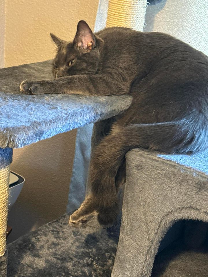 Miley (Courtesy Post), an adoptable Domestic Short Hair in Janesville, WI, 53547 | Photo Image 2
