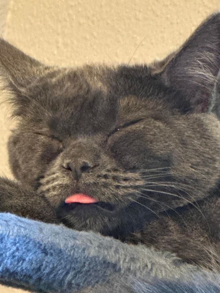 Miley (Courtesy Post), a Adoptable mixed breed in Janesville, WI image 1/2