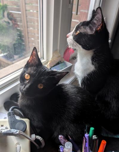 Enlarge Adriana, an adopted Domestic Short Hair in Mississauga, ON image 4/4