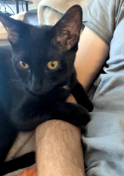 Enlarge Adriana, an adopted Domestic Short Hair in Mississauga, ON image 2/4