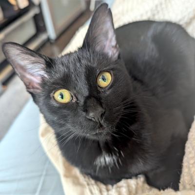 Adriana, adopted, Kitten Female Domestic Short Hair.
