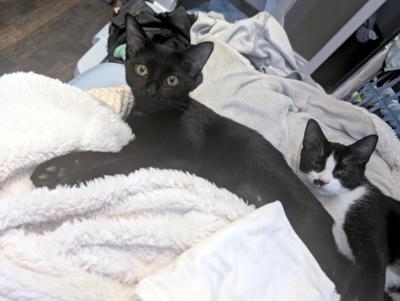 Enlarge Adriana, an adopted Domestic Short Hair in Mississauga, ON image 3/4