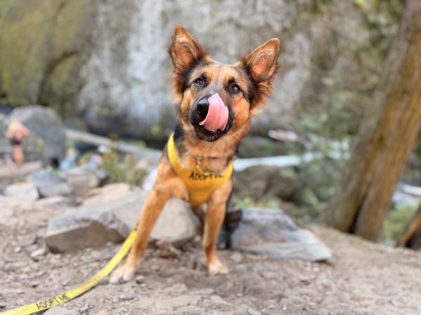 Super Nova Bear, Adoptable, Adult Female German Shepherd Dog & Mixed Breed.