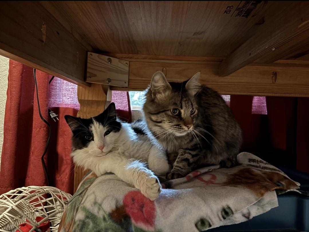 Enlarge Baji, an adoptable mixed breed in Orange, CA image 2/5