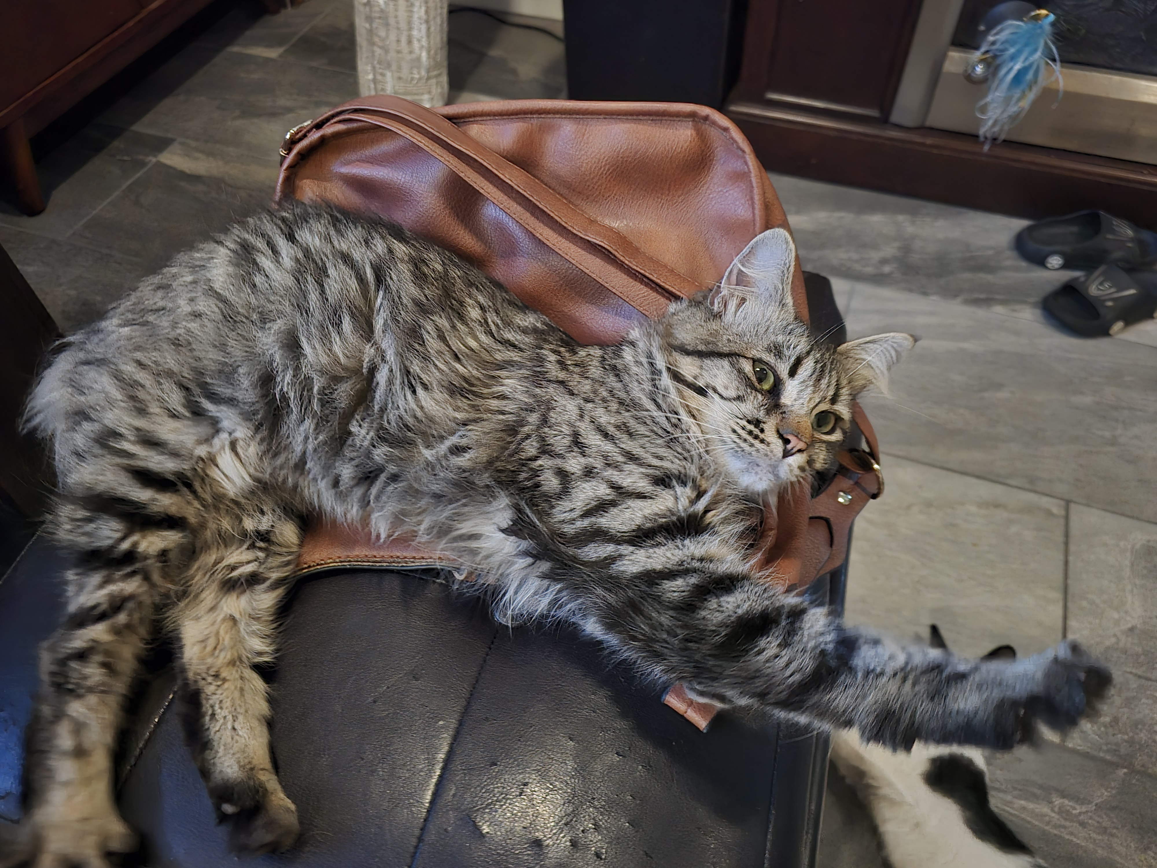 Enlarge Baji, an adoptable mixed breed in Orange, CA image 3/5