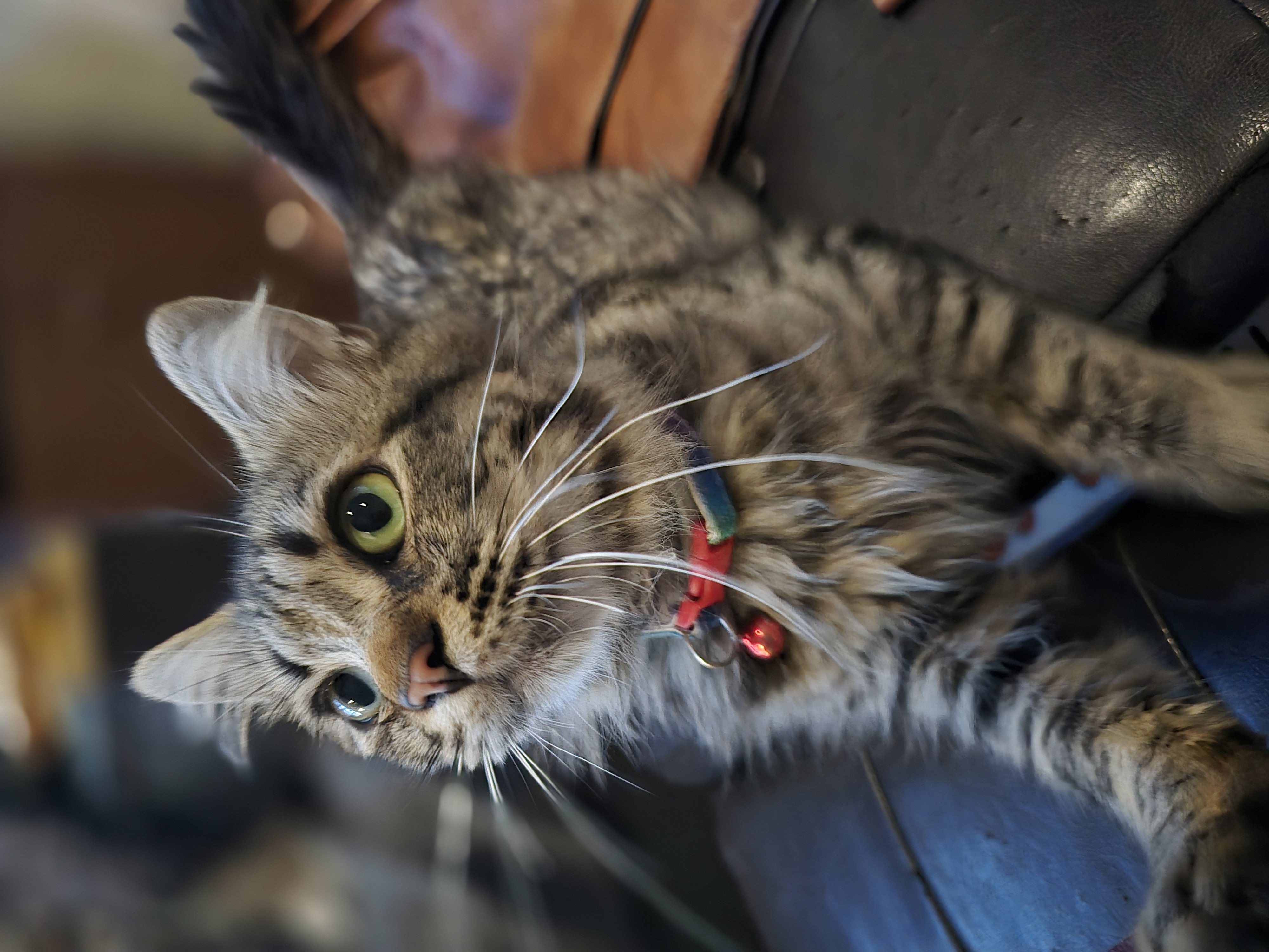 Baji, adoptable, Young Male Tabby & Maine Coon.