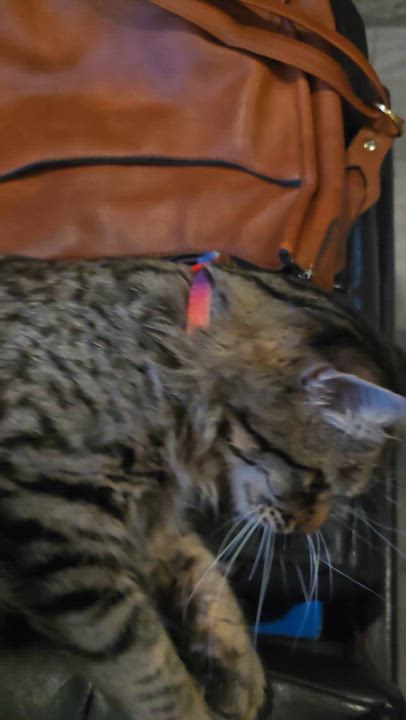 Enlarge Baji, an adoptable mixed breed in Orange, CA video 5/5