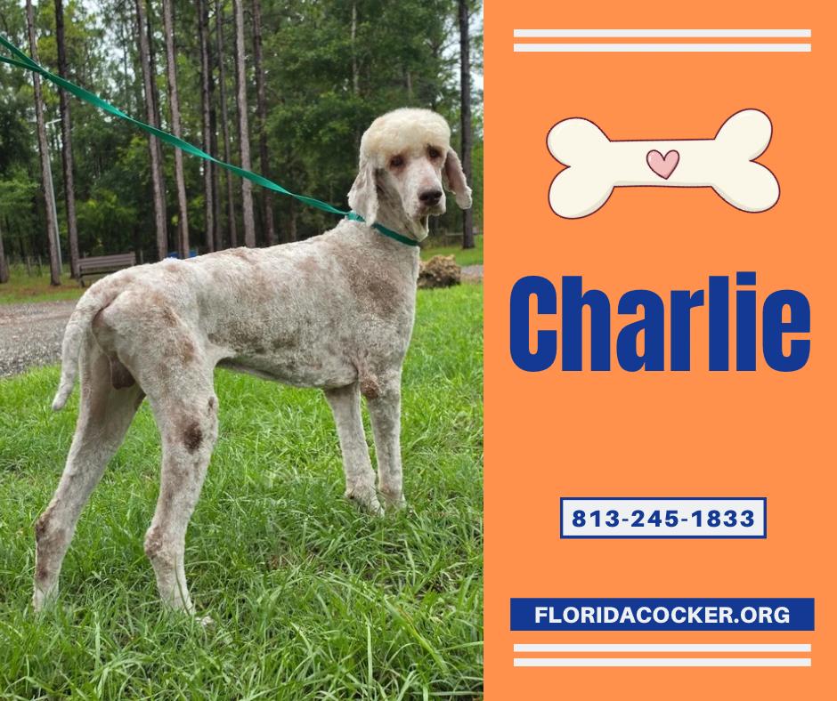 Charlie, ADOPTABLE, Adult Male Standard Poodle.