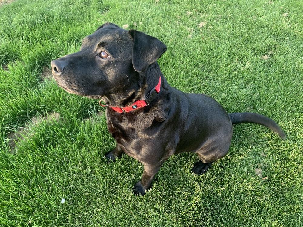 Enlarge Tink, a Adoptable mixed breed in Willingboro, NJ image 2/6