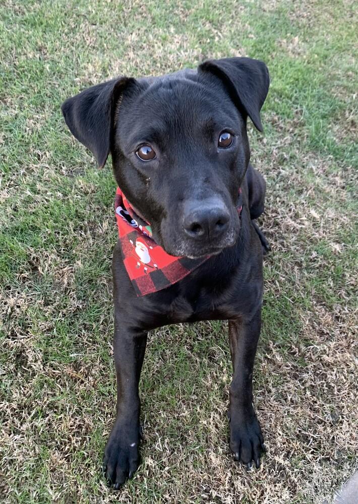 Enlarge Tink, a Adoptable mixed breed in Willingboro, NJ image 3/6