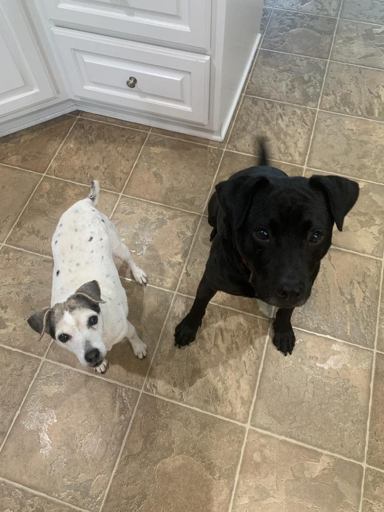 Enlarge Tink, a Adoptable mixed breed in Willingboro, NJ image 4/6