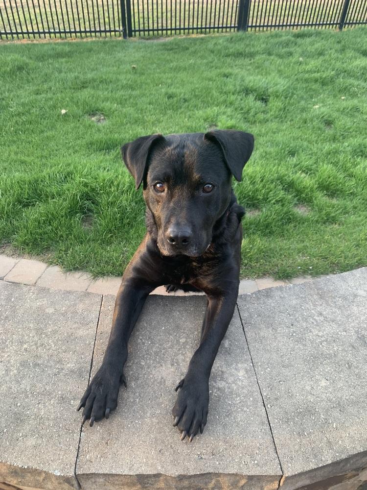 Enlarge Tink, a Adoptable mixed breed in Willingboro, NJ image 5/6