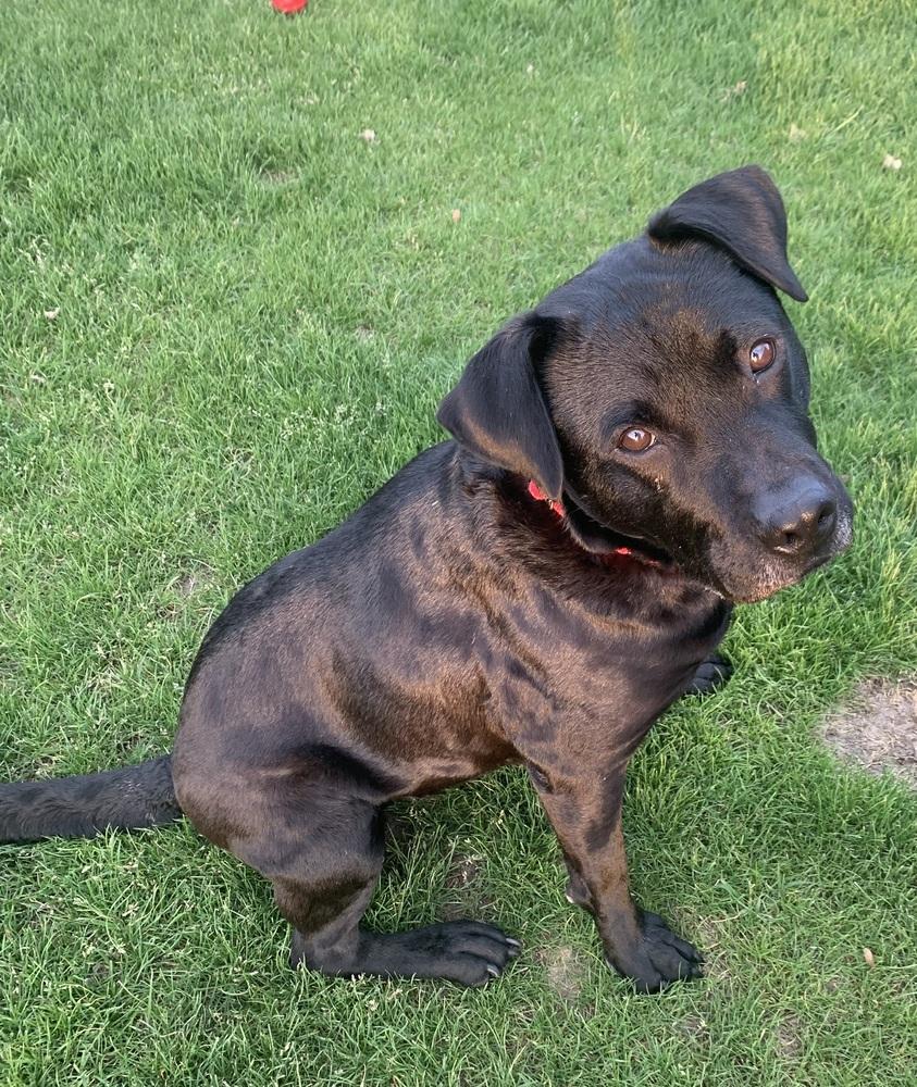 Enlarge Tink, a Adoptable mixed breed in Willingboro, NJ image 6/6