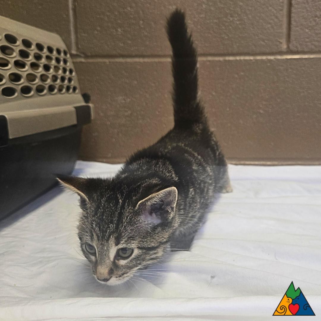 Potato, an adoptable Domestic Short Hair in Douglas, WY, 82633 | Photo Image 1