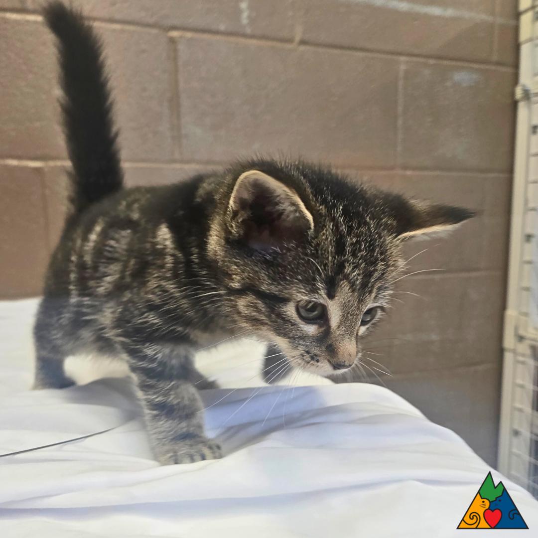 Potato, an adoptable Domestic Short Hair in Douglas, WY, 82633 | Photo Image 2