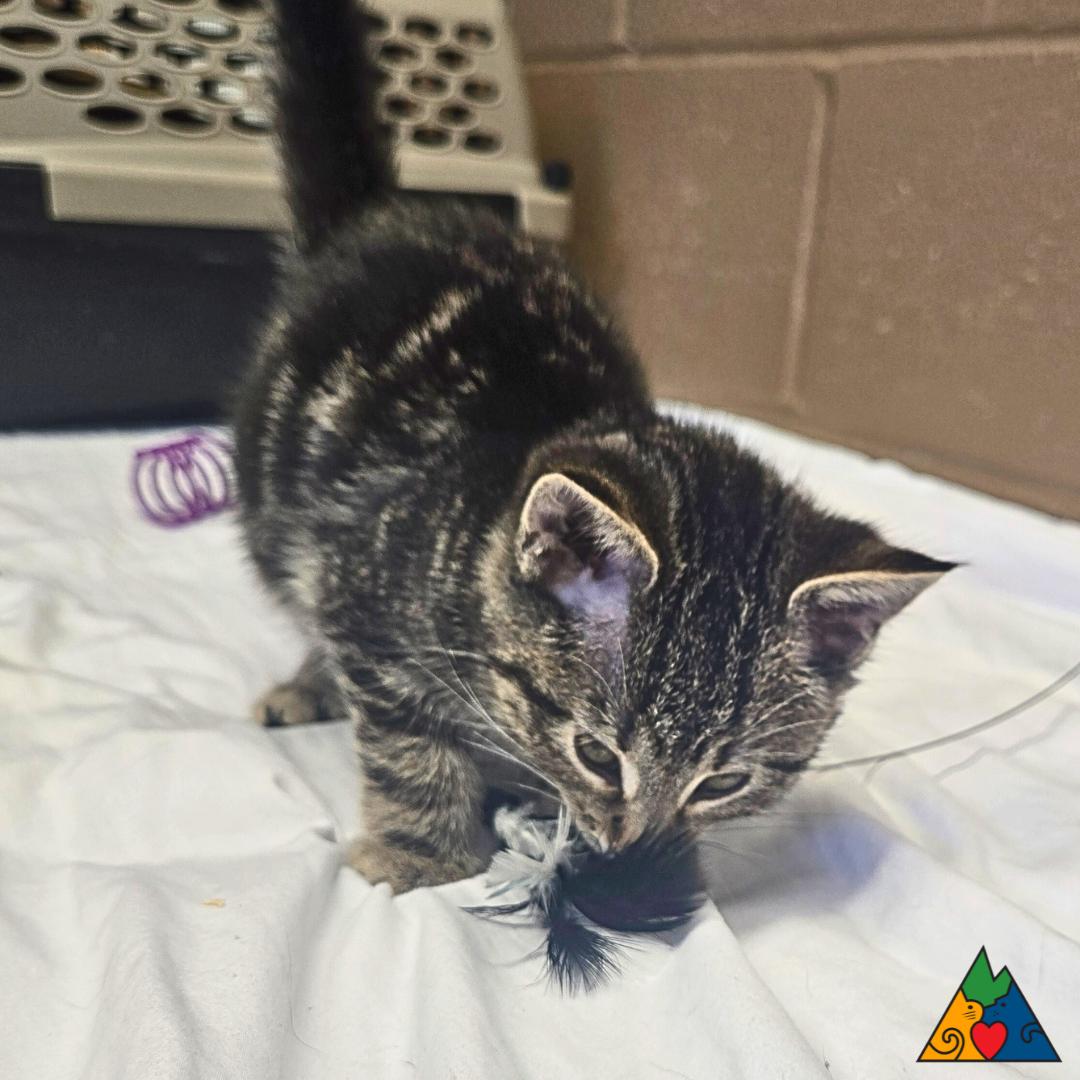 Potato, an adoptable Domestic Short Hair in Douglas, WY, 82633 | Photo Image 3