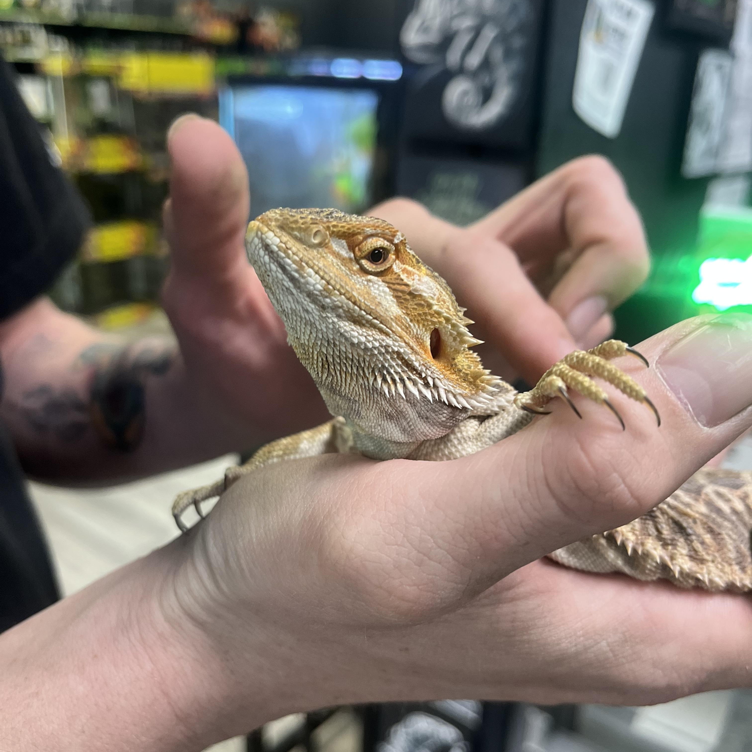 Enlarge Stormfly, an adopted Bearded Dragon in Las Vegas, NV image 2/6