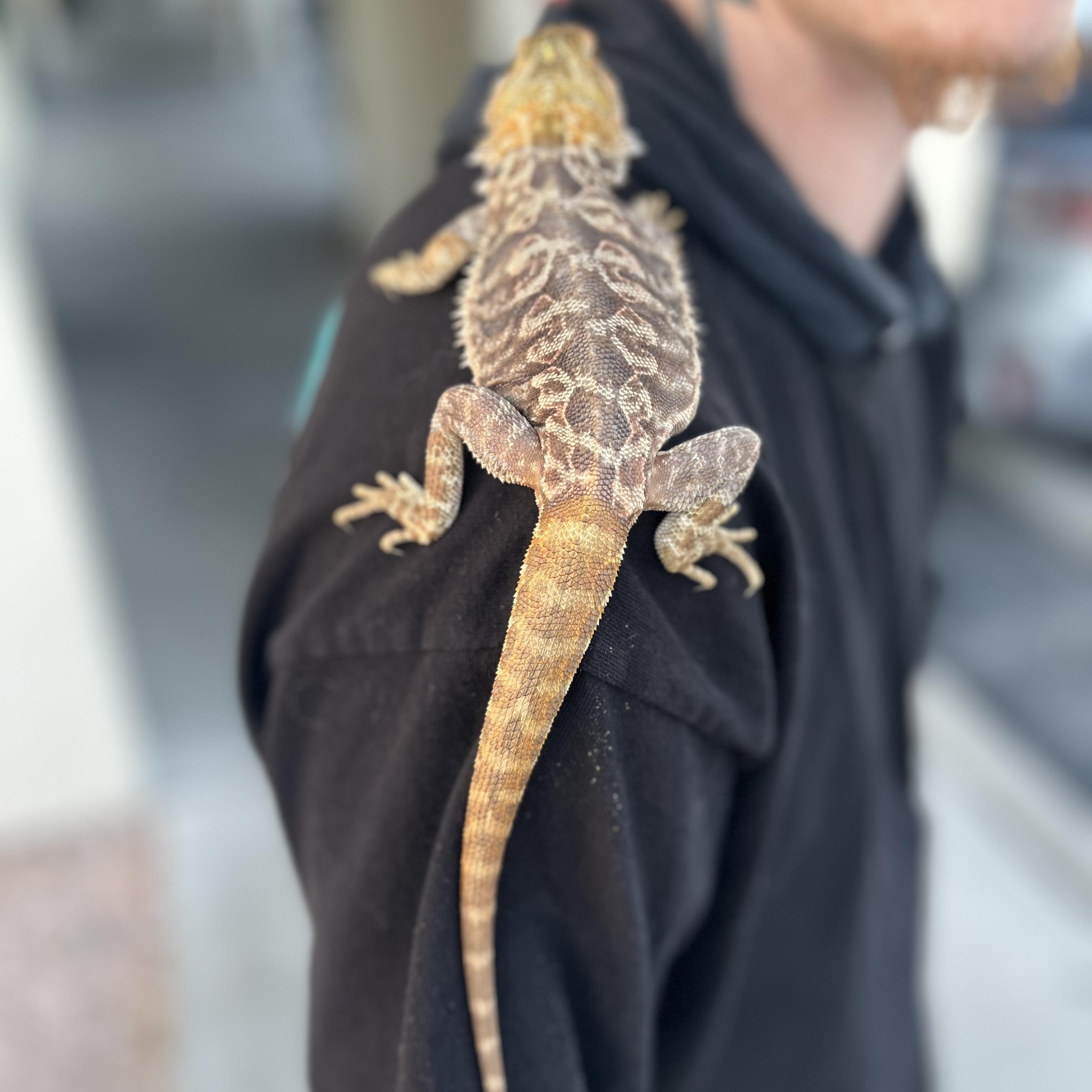 Enlarge Stormfly, an adopted Bearded Dragon in Las Vegas, NV image 6/6