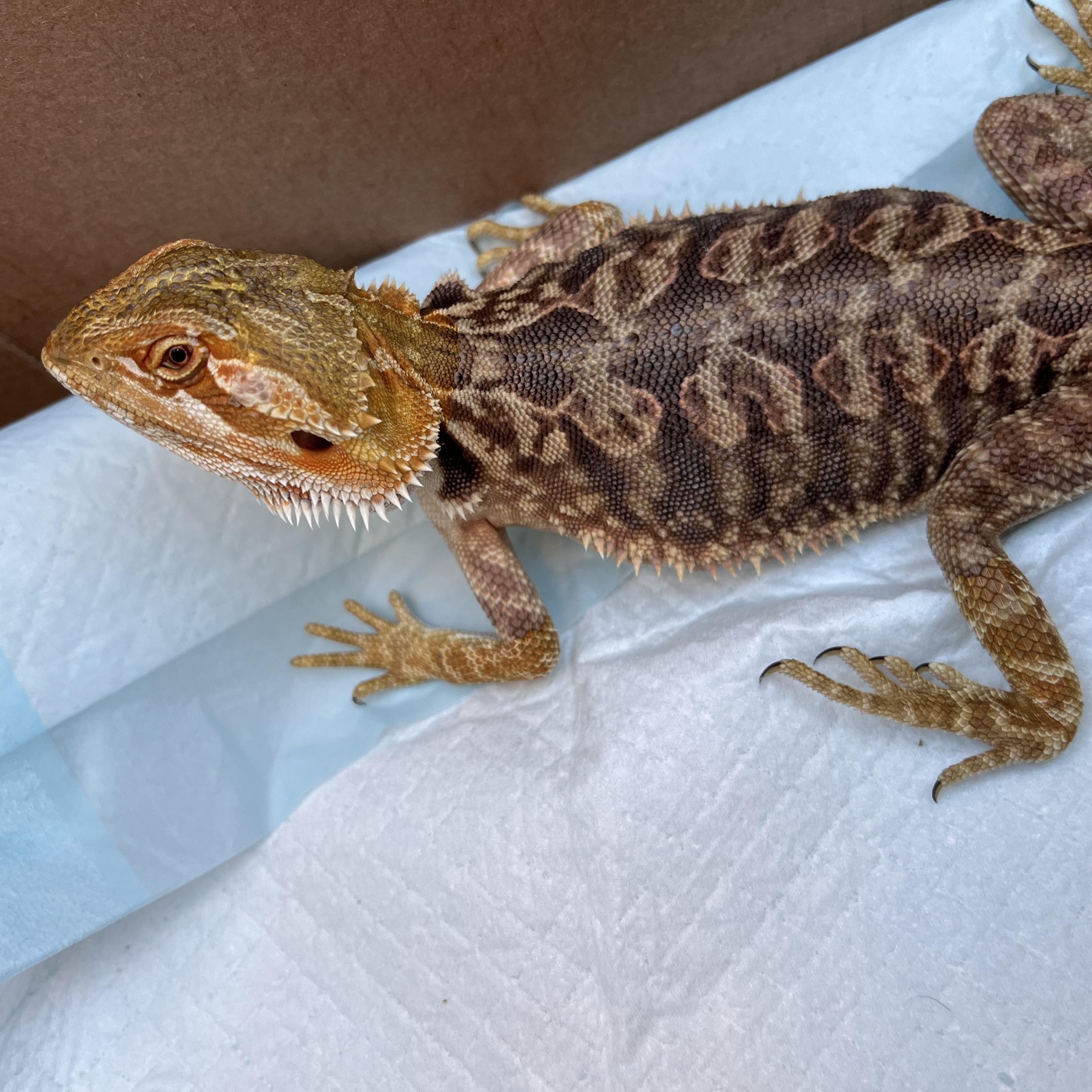 Enlarge Stormfly, an adopted Bearded Dragon in Las Vegas, NV image 3/6