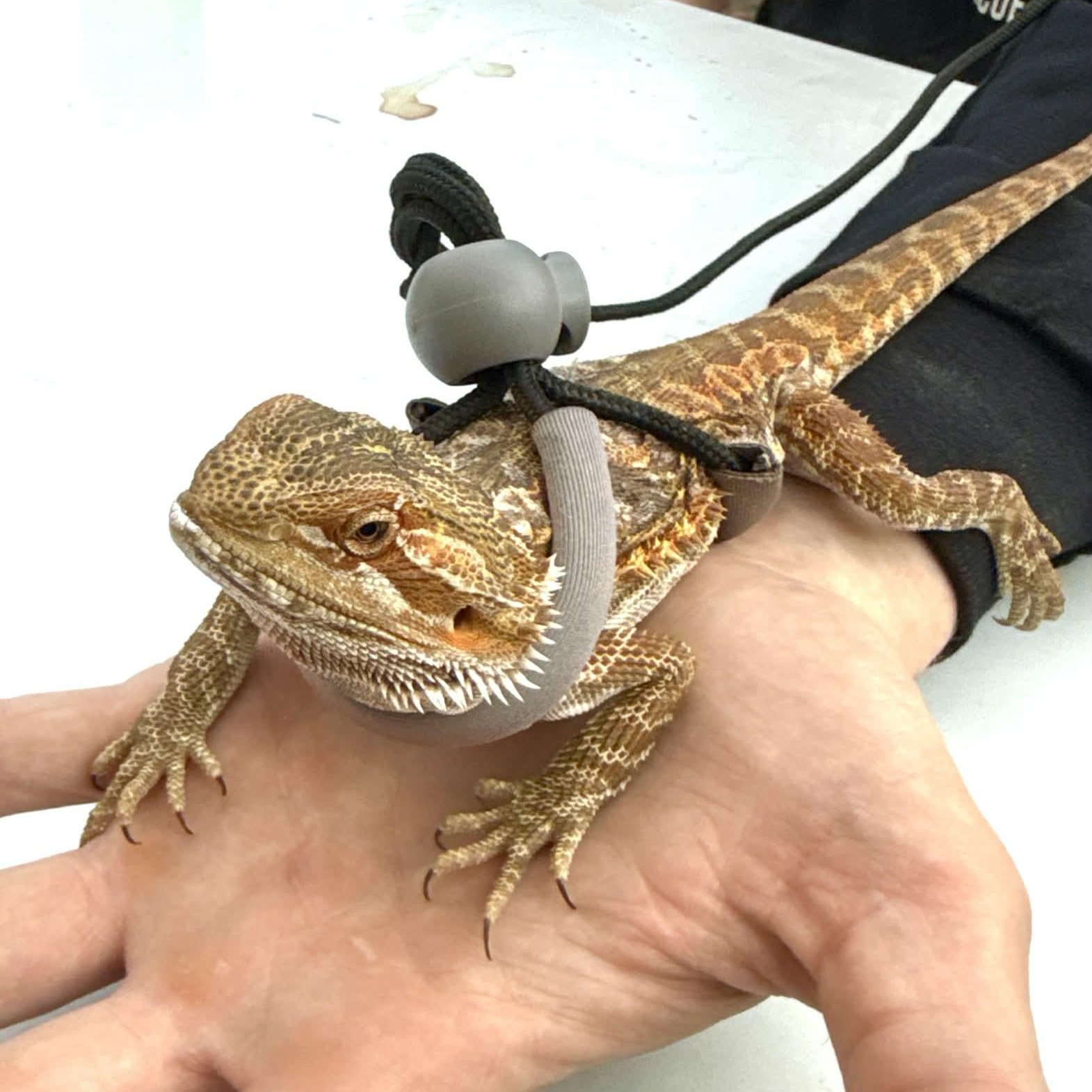 Stormfly, adopted, Young Female Bearded Dragon.