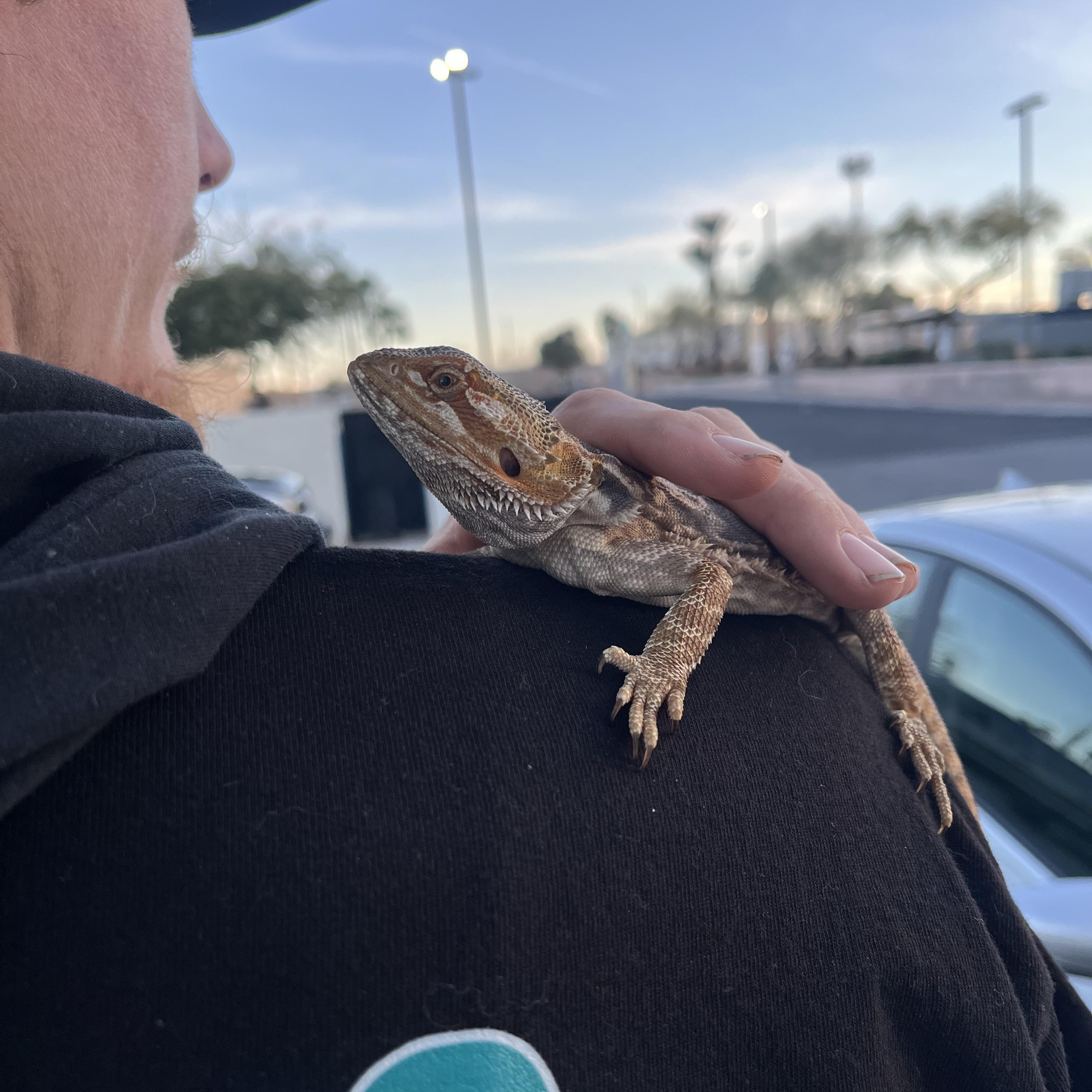 Enlarge Stormfly, an adopted Bearded Dragon in Las Vegas, NV image 5/6