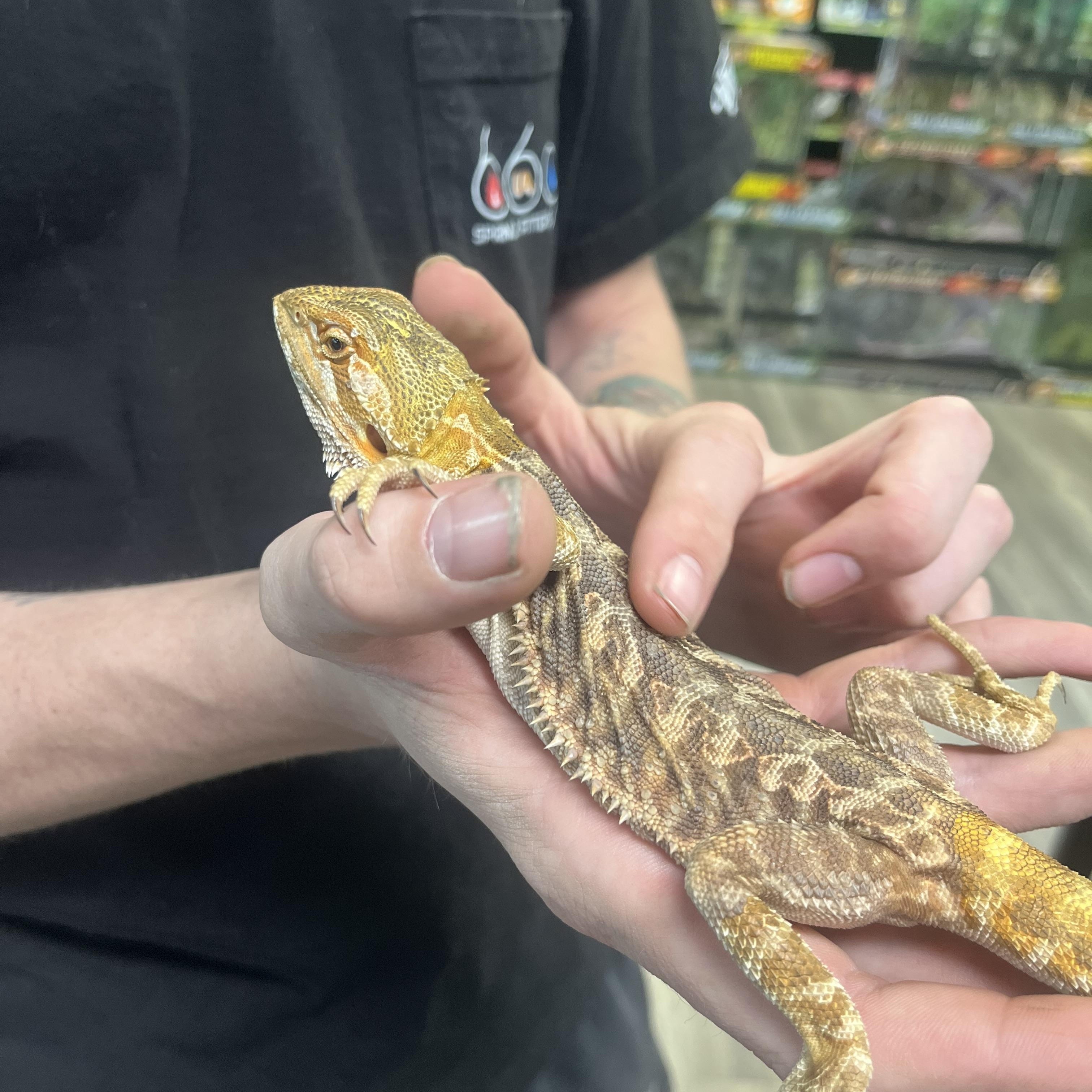 Enlarge Stormfly, an adopted Bearded Dragon in Las Vegas, NV image 4/6