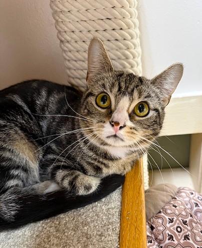 Jojo, ADOPTABLE, Young Female Domestic Short Hair.