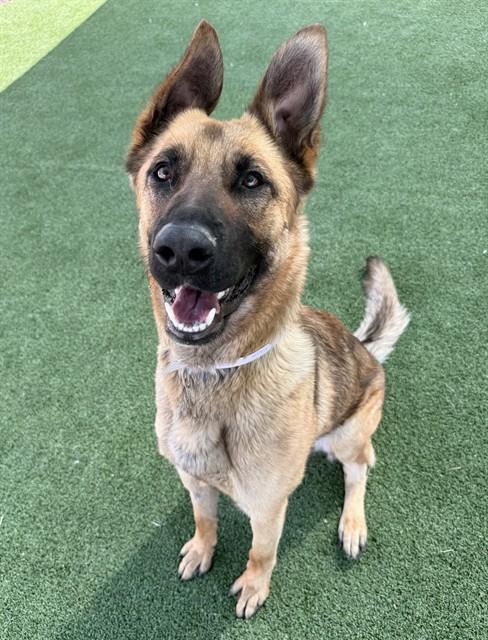 Enlarge BLOSSOM, a Adoptable German Shepherd Dog in Castaic, CA image 1/1