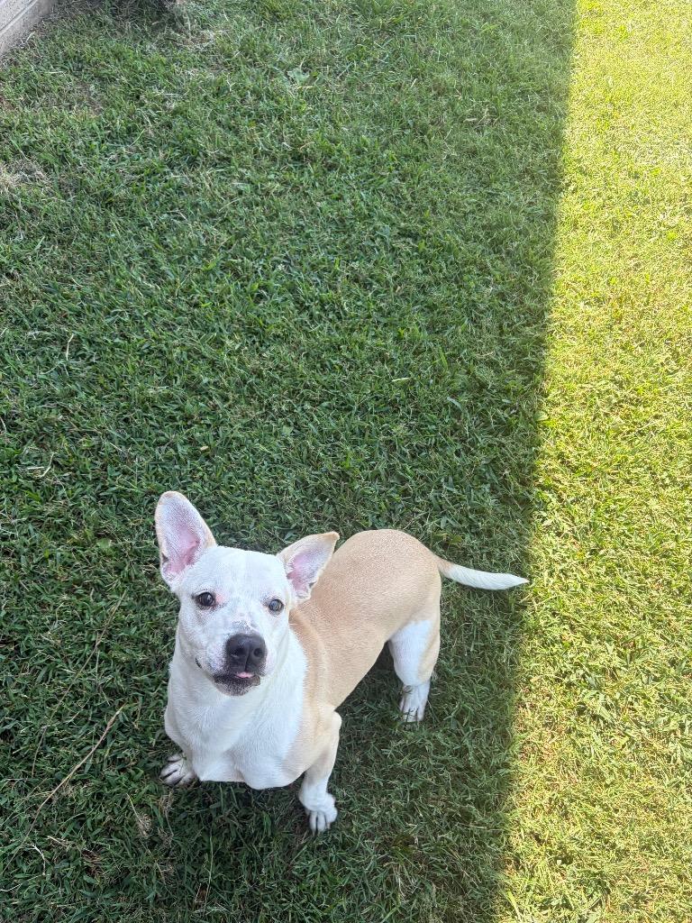 Willy, Adoptable, Young Male Mixed Breed.