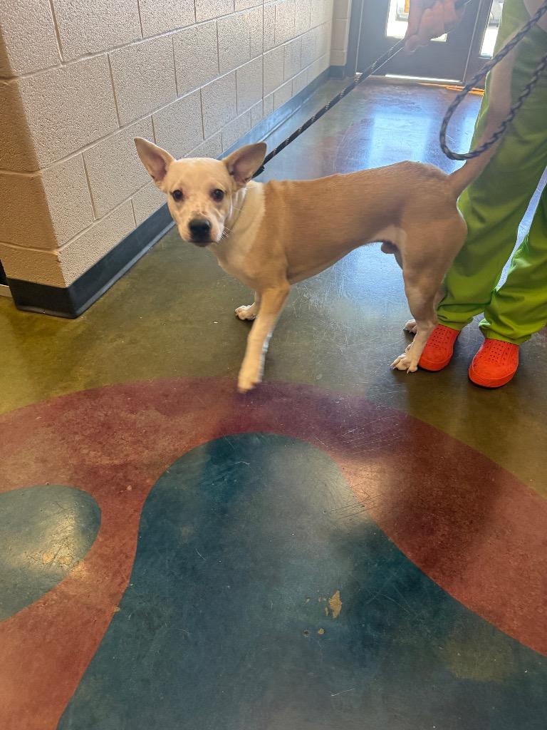 Enlarge Willy, a Adoptable mixed breed in Gallatin, TN image 2/3