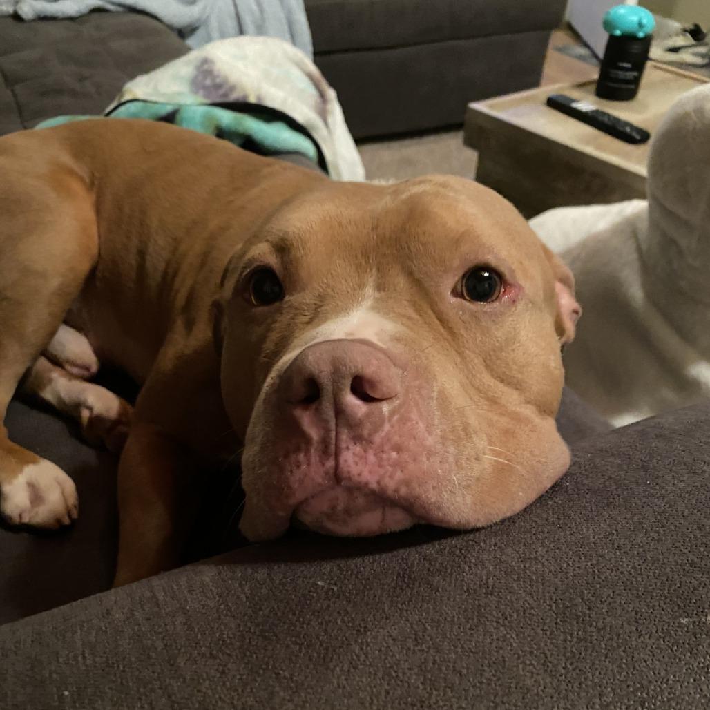 Chicken Nugget - IN FOSTER, Adoptable, Adult Male Mixed Breed.