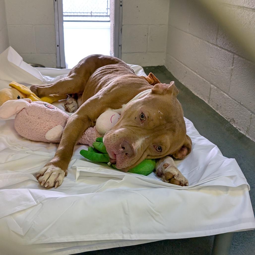 Enlarge Chicken Nugget - IN FOSTER, a Adoptable Mixed Breed in Birdsboro, PA image 2/6