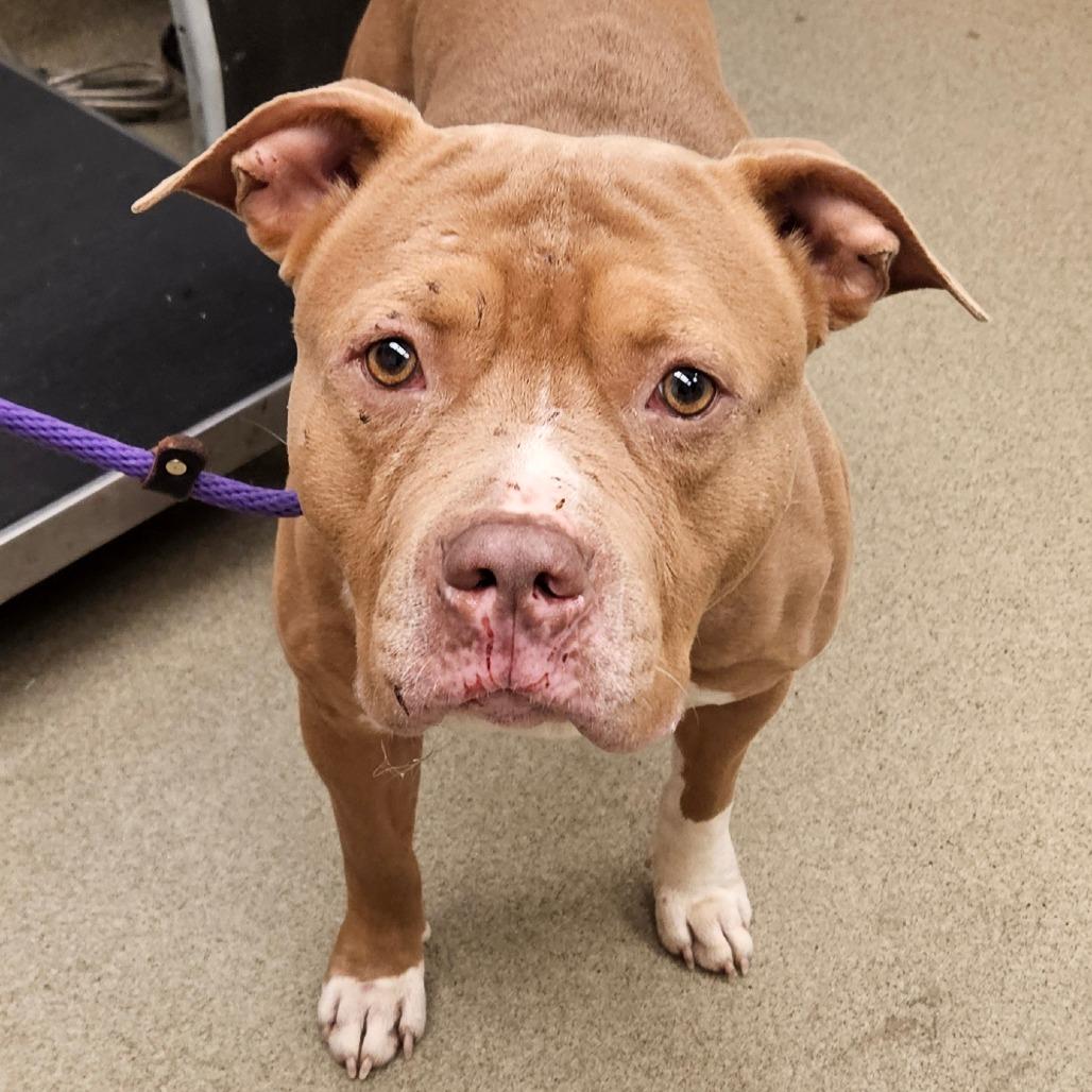 Enlarge Chicken Nugget - IN FOSTER, a Adoptable Mixed Breed in Birdsboro, PA image 3/6