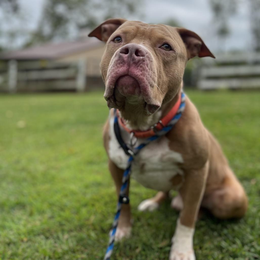 Enlarge Chicken Nugget - IN FOSTER, a Adoptable Mixed Breed in Birdsboro, PA image 4/6