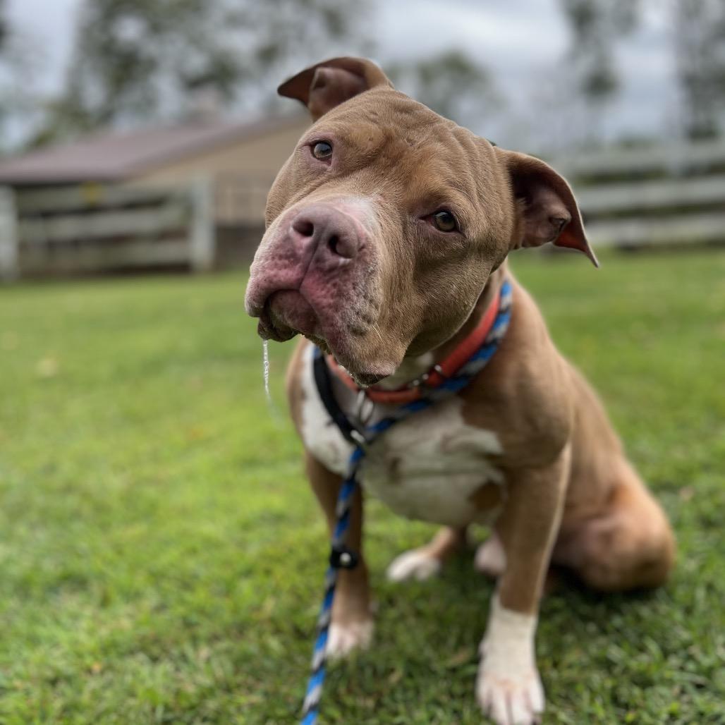 Enlarge Chicken Nugget - IN FOSTER, a Adoptable Mixed Breed in Birdsboro, PA image 5/6