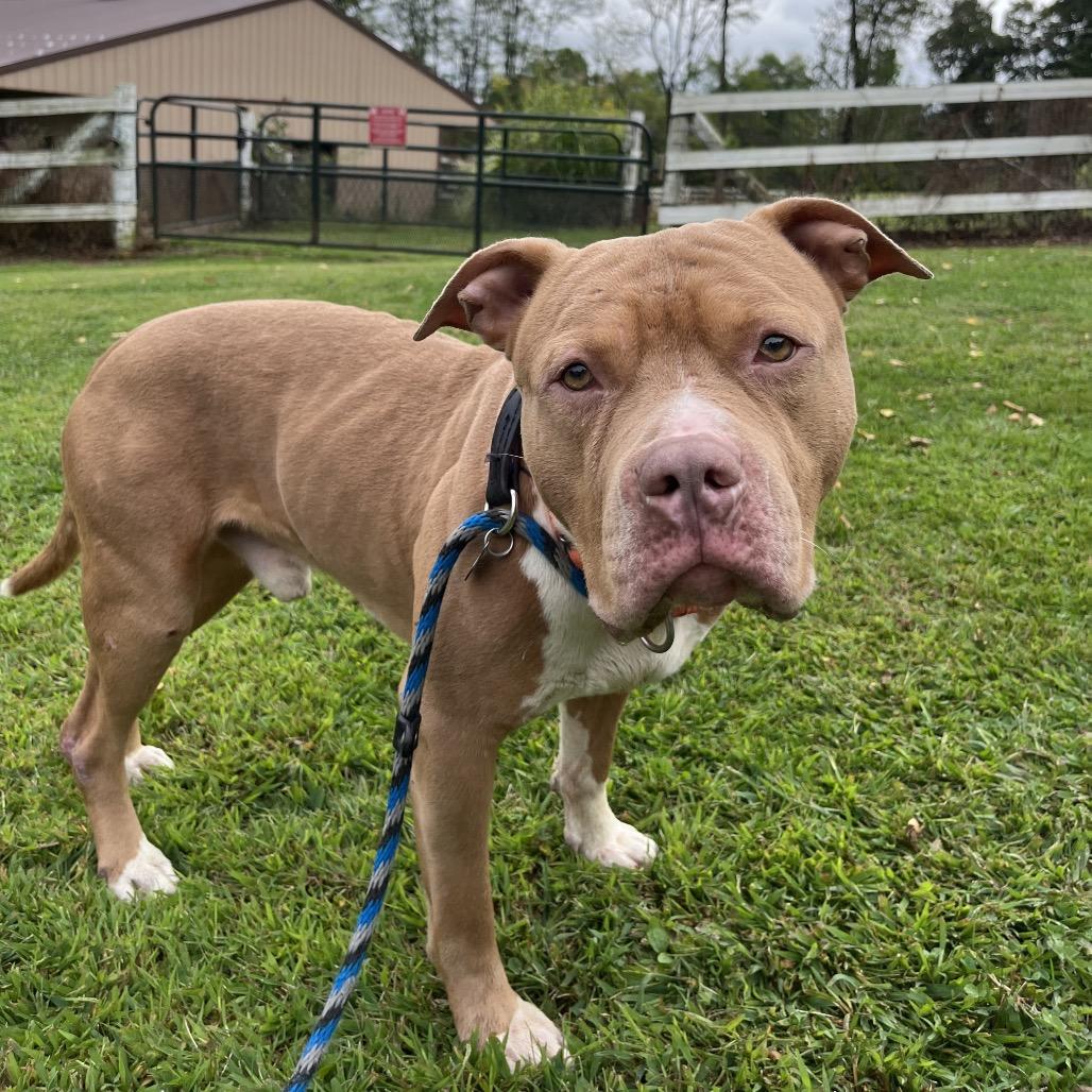 Enlarge Chicken Nugget - IN FOSTER, a Adoptable Mixed Breed in Birdsboro, PA image 6/6