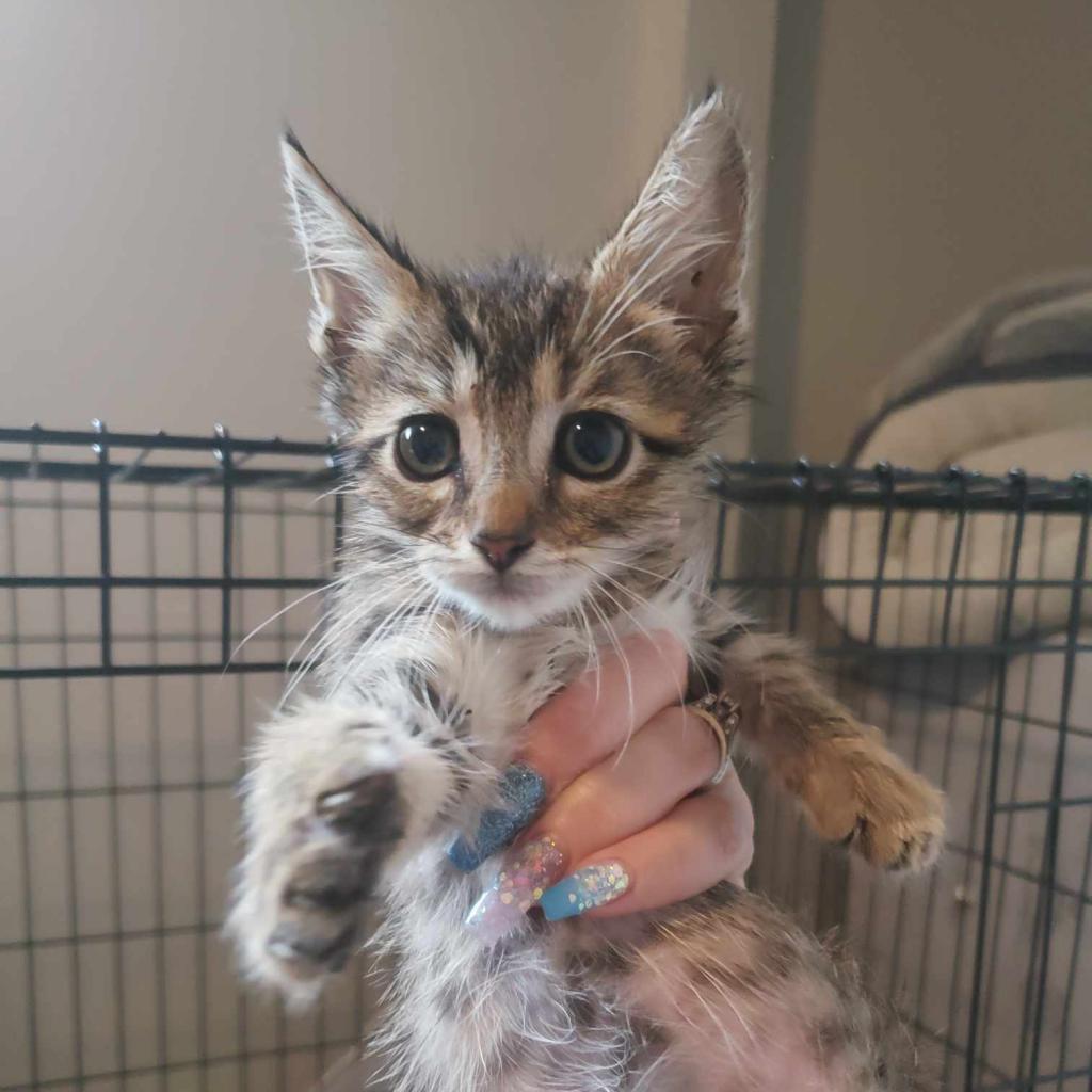 Enlarge Bugs, a Adoptable Domestic Short Hair in Jacksonville, OR image 1/2