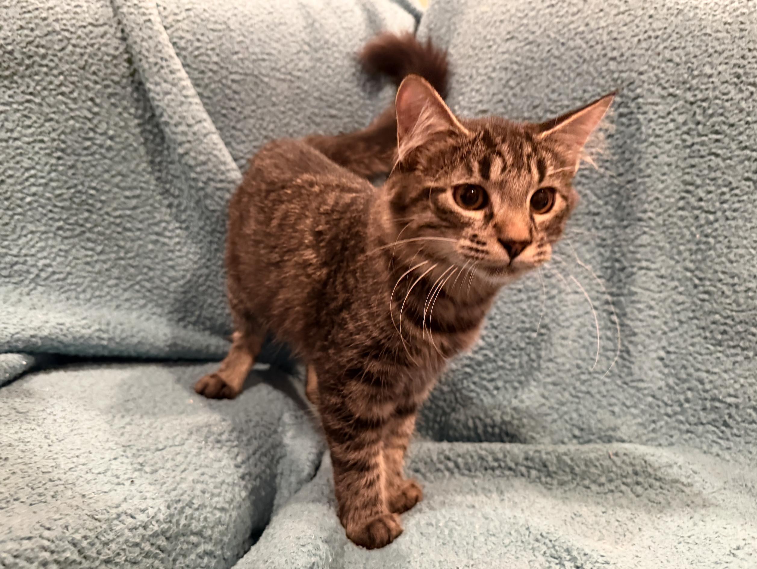 Enlarge Pancho, a Adoptable Domestic Medium Hair in Diamond Springs, CA image 1/1