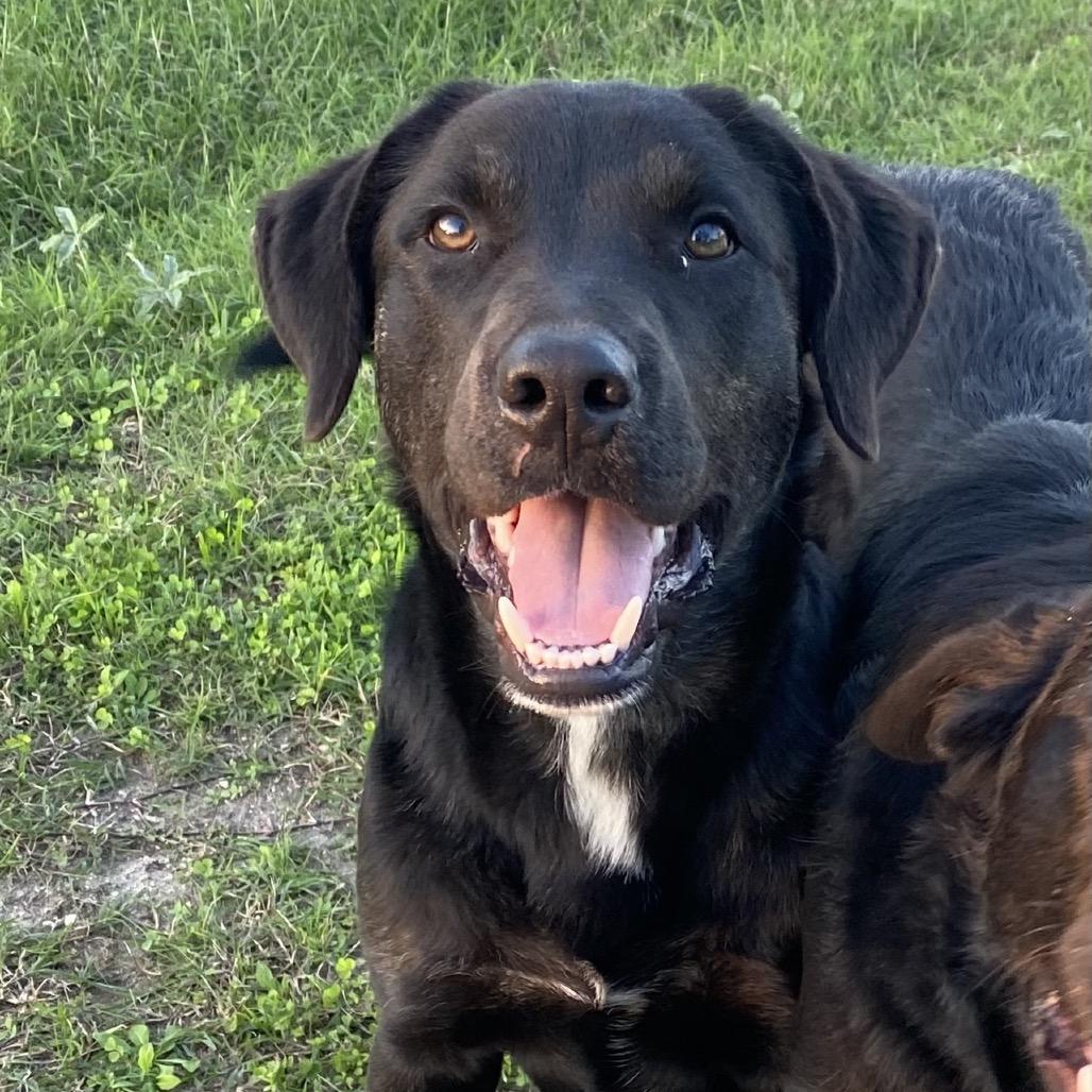 Char, Adoptable, Adult Male Black Labrador Retriever.