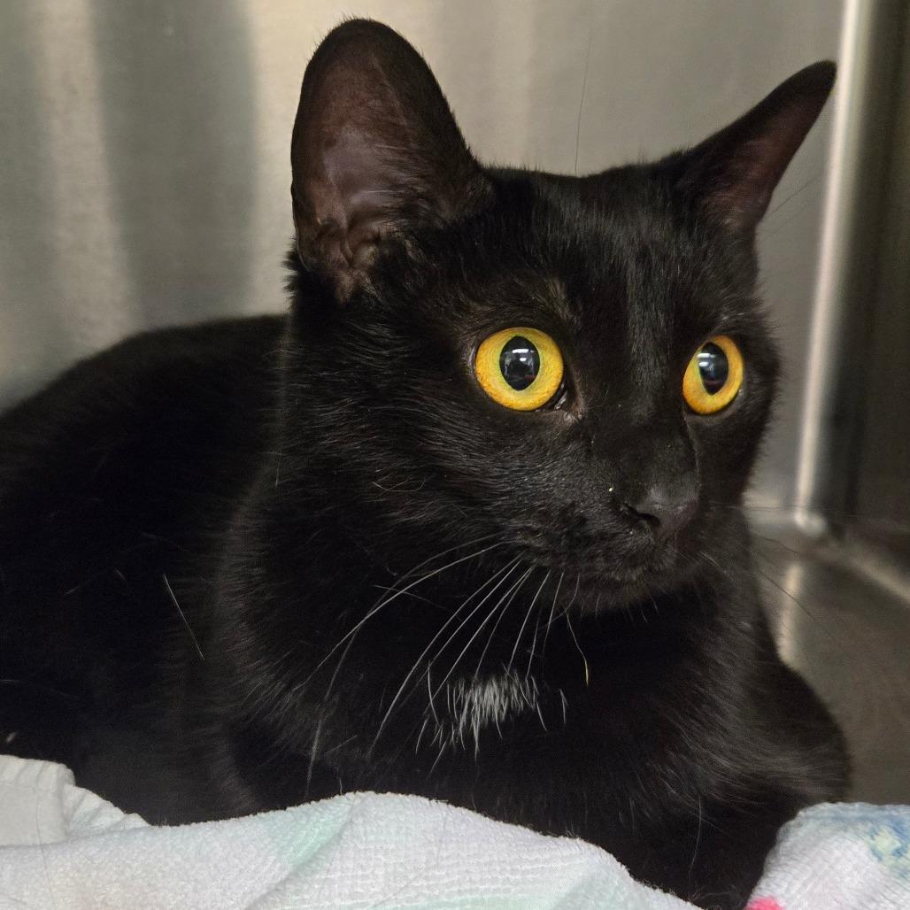 Enlarge Sage, a Adoptable Domestic Short Hair in Waukesha, WI image 1/1