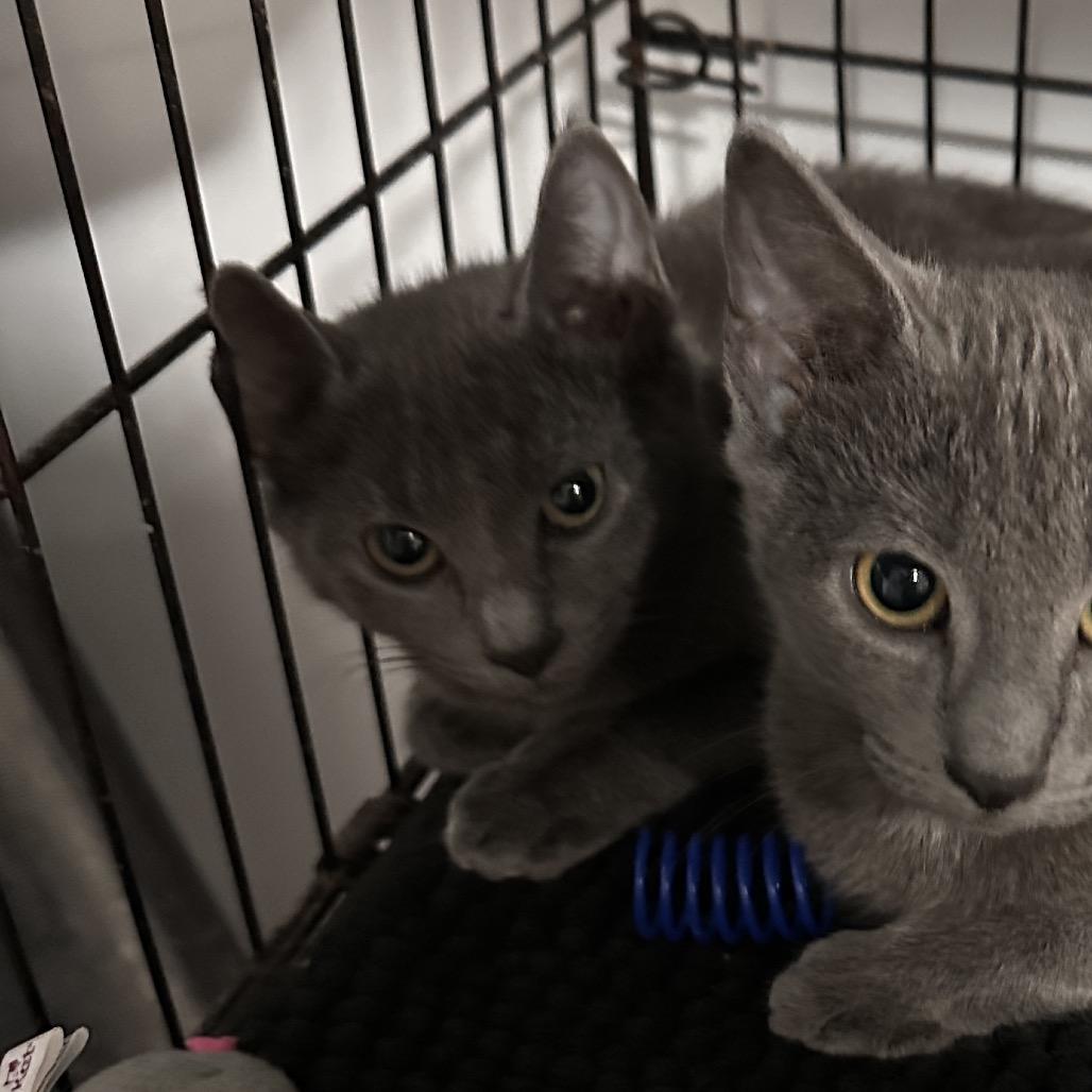 Cilene, Adoptable, Young Female Domestic Short Hair & Russian Blue.