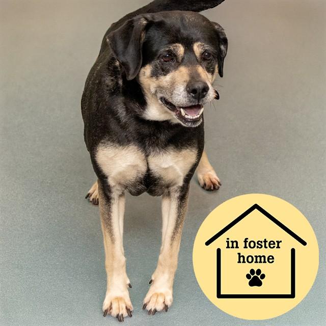 Enlarge LUNA, a Adoptable mixed breed in St. Louis, MO image 1/1