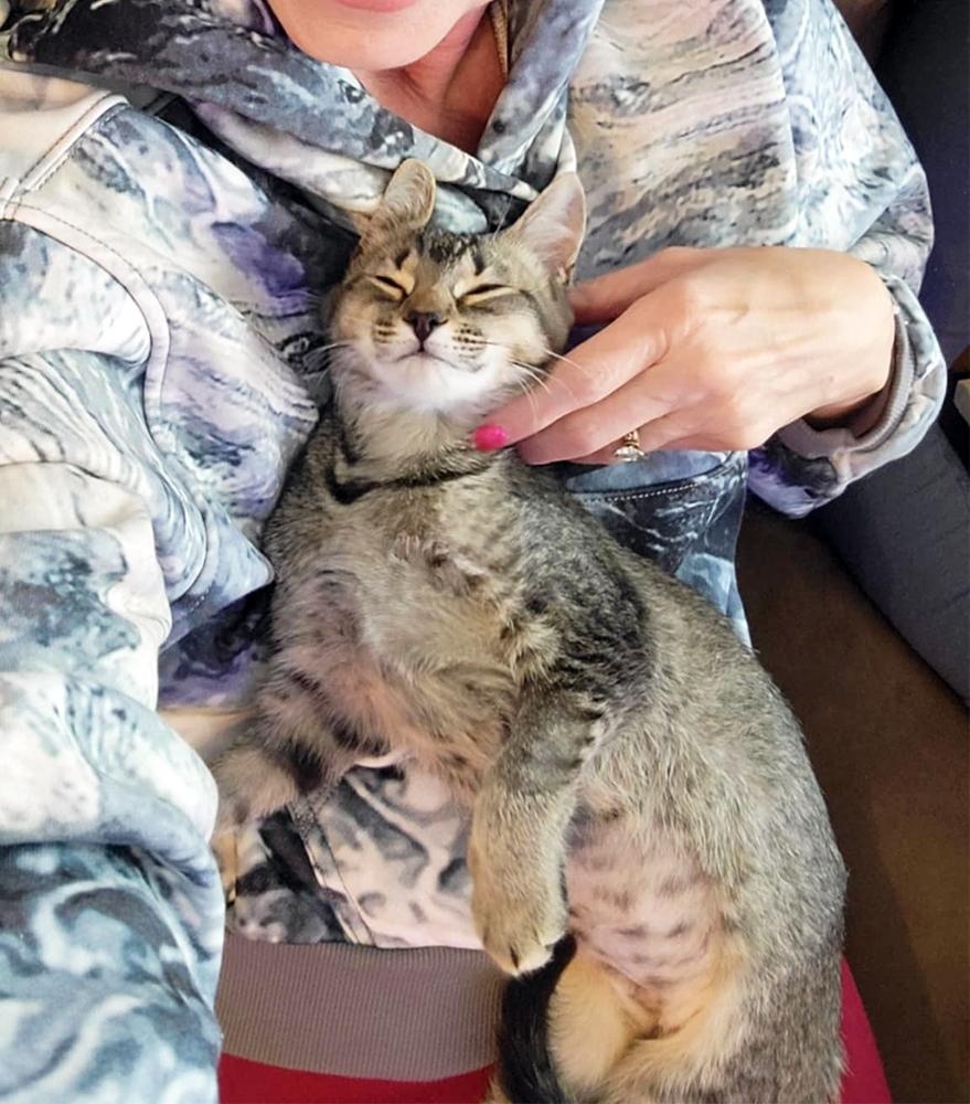 Frankie, a Adoptable Domestic Short Hair in Smithfield, VA image 4/6