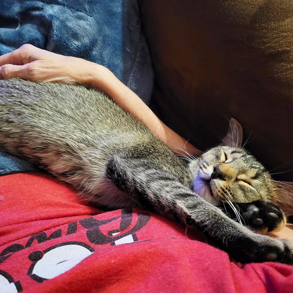 Frankie, a Adoptable Domestic Short Hair in Smithfield, VA image 1/6