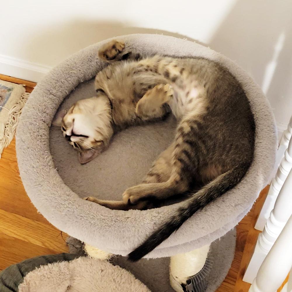 Frankie, a Adoptable Domestic Short Hair in Smithfield, VA image 5/6