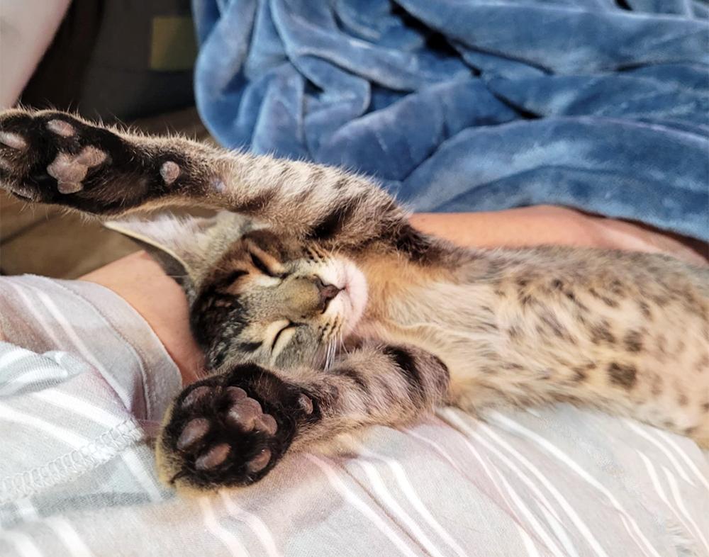 Frankie, a Adoptable Domestic Short Hair in Smithfield, VA image 2/6